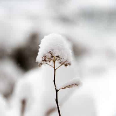 Inverno